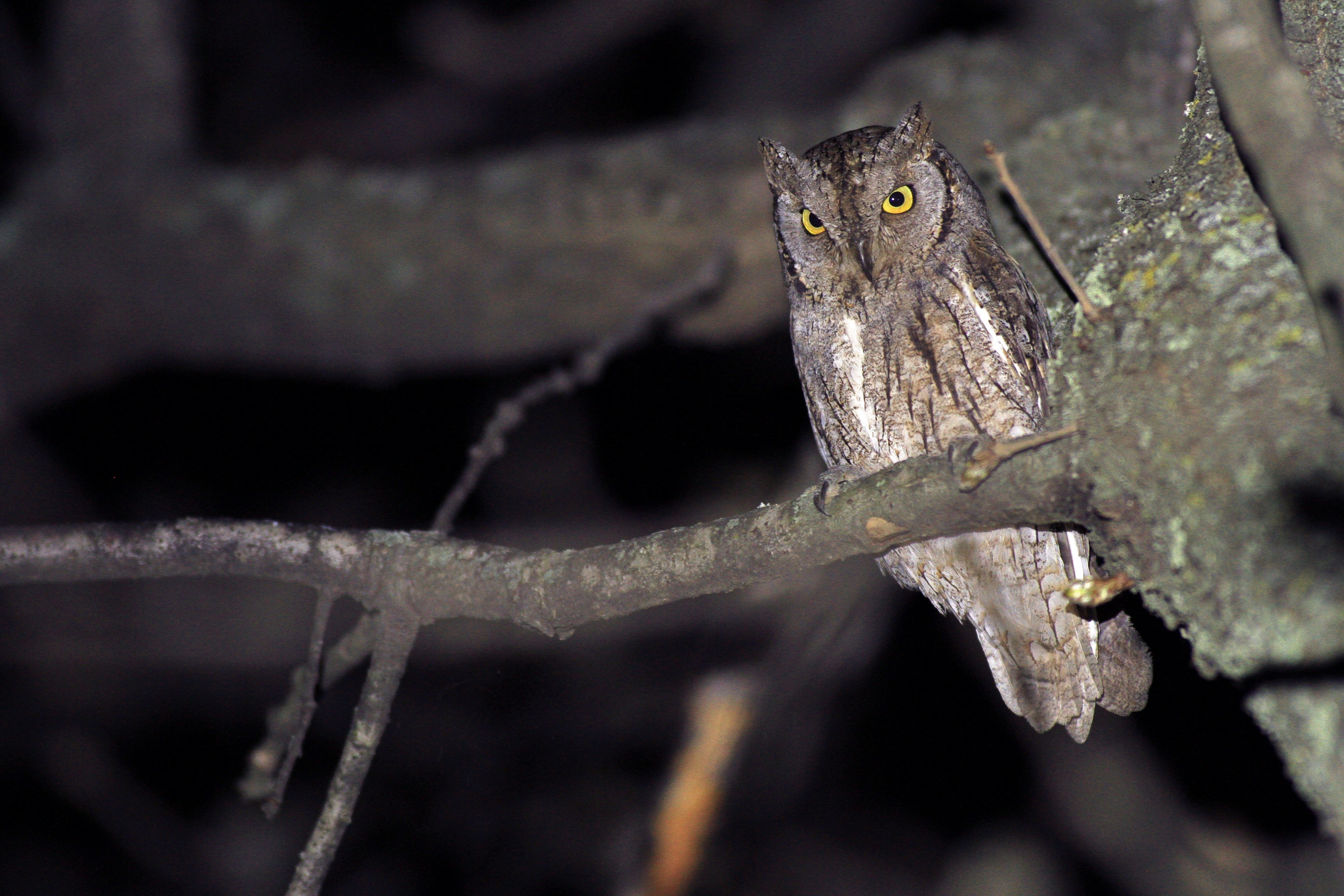 La biodiversité nocturne